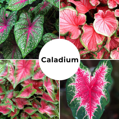 6 Pinky Swear Caladium Bulbs for Planting - Perennial Hosta, Elephant Ears, Fancy (6 Bulbs)
