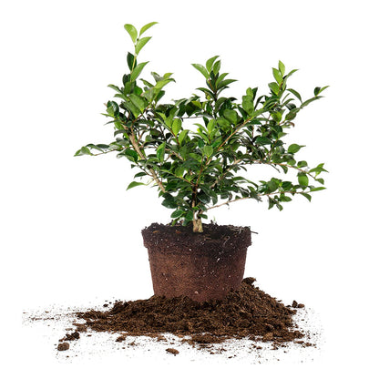 Perfect Plants Shi Shi Camellia Shrub 3 Gal. Pot | Camellia sasanqua 'Shishi Gashira' | Pink Flowering Plant | Small Outdoor Tree | Spring Blooming Flowers