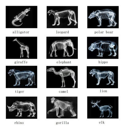 Animal X-Ray Set, Educational Science Kit, Light Table Accessory for Children (Wild Animals)