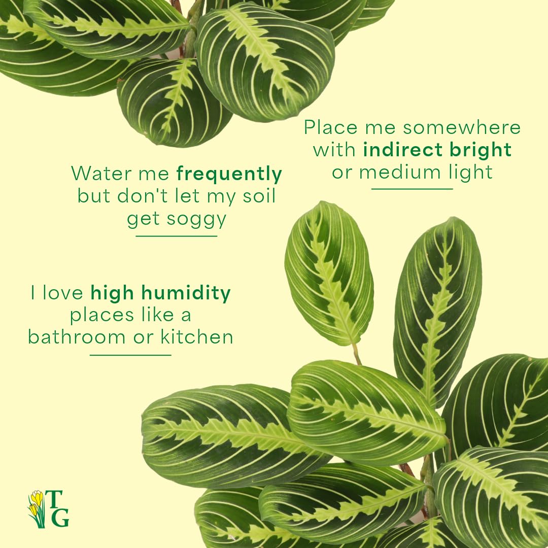 Thorsen's Greenhouse Lemon Lime Prayer Plant, Live Indoor Plant, Pet Friendly, Attractive Houseplant, Lemon Maranta, Natural Air Purifier, Easy to Grow, 4" Diameter Pot (Terra Cotta)