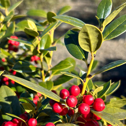Carissa Holly (3 Gallon) - Evergreen Shrub