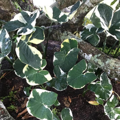 Colocasia Elephant Ears Live Plant, Alocasia Plant, Esculenta Taro Live Houseplant, 5-7 Inc Tall (Variegated)