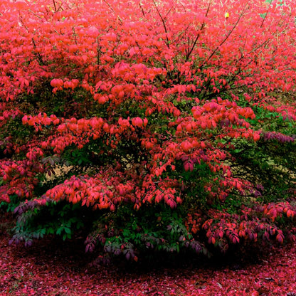 Red Burning Bush Shrub Live Plant, Dwarf Burning Bush Plant in Quart Pot, 6 to 10 Inches Height, Hardy Ornamental Shrubs for Outdoor Planting