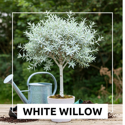 One White Willow Tree - Silver Leafs Shimmer in The Sun - One Cutting to Grow, Beautiful Outdoor Shade or Privacy Trees