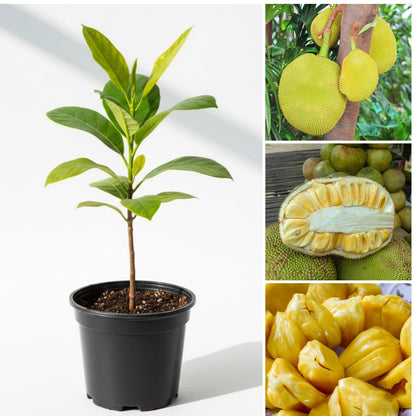 Live Jackfruit Tree Plant in 4 Inch Pot, 6 to 10 Inch, Live Tropical Fruit Plant, Hardy Perennial Jackfruit Tree, Large Sweet Fruits