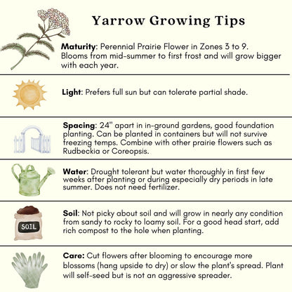 Clovers Garden Yarrow Summer Pastels (Achillea) Plant Plants – Two (2) Live Plants – Non-GMO - Not Seeds - Each 4" to 8" Tall – in 4" Inch Pots – Hardy Flowering Perennial, Pollinator Favorite