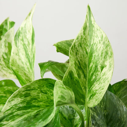 Pothos 'Marble Queen' | Live Plant for Indoor & Outdoor | for Living Room, Office, Bathroom | (8" Pot)