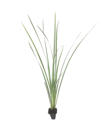 African Iris Yellow - 50 Live Plants - Dietes Vegeta - Drought Tolerant Groundcover Grass