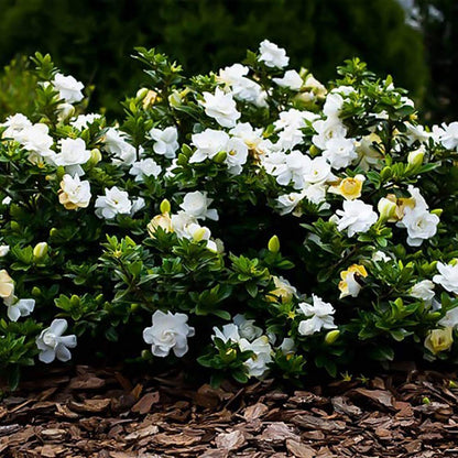 Shrub 2.5 Qt. August Beauty Gardenia