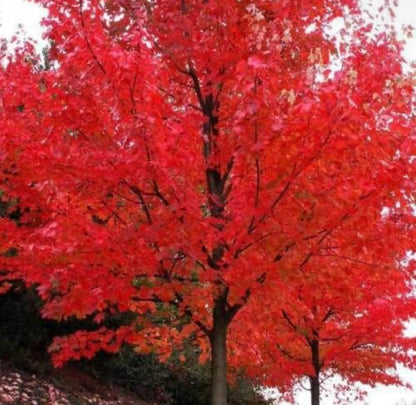 Autumn Blaze Maple Tree - 10-16" Tall Seedling - Quart Pot - Live Plant - Acer x freemanii 'Jeffersred'