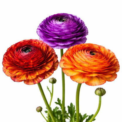 Easy to Grow Ranunculus Tecolote Picotee Mix 10 Flower Bulbs - Spring Bicolor Picotee Blooms in Sun, Carlsbad Flower Fields, Great for Cutting