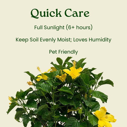 Hibiscus Live Plant - Yellow Hibiscus Bush - Flowering Plants - Yellow Ft. Myers - Overall Height 26" to 28" - (Plant Only)