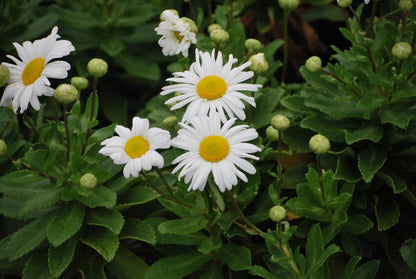 Perennial Farm Marketplace Chrysanthemum nipponicum (Nippon Daisy) Perennial, Size-#1 Container, Big White Flowers