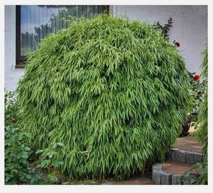 Live Plant - fargesia dracocephala-Rooted Plant-Non Invasive-Cold Hardy-18-24”