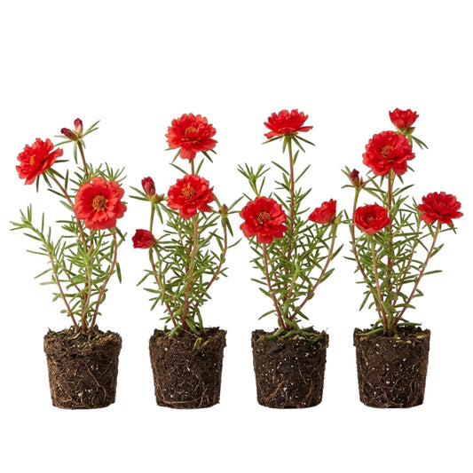 4 Portulaca Plants Live, Moss Rose Flower Plant for Outdoor Garden, Ground Cover Plant for Patio Containers, Borders or Landscape 4-7 Inches (Red)