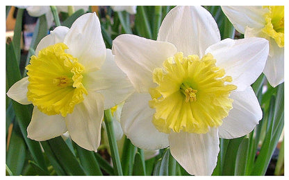 10 Ice Follies Narcissus Bulbs - Top Size Daffodil Bulbs