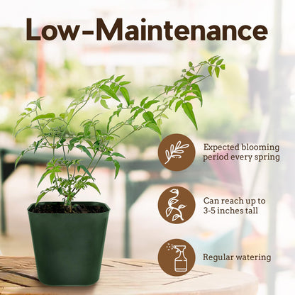 My Shelfie - Mini Pink Jasmine Plant Vine, Jasmine Plant Starter in 2-Inch Pot, Live Plants Outdoor Setting, Jasmine Plant Live Grows to 3-5 Inches, Pet-Friendly, 1-Piece