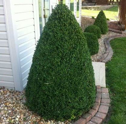 Live Plant - Green Mountain Boxwood Shrub/Bush - Live Potted Plant - 6-12" Tall - Quart Pot