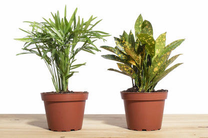 Shop Succulents | Standing Collection | Hand Selected, Air Purifying Live Indoor House Plant, Croton Petra & Parlor Palm