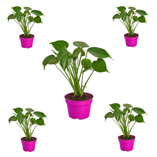 5 Pack Philodendron Monstera Split-Leaf in 6in Pot - Live Plants Tropical Houseplants | Variegated | USA Growers | The Snobby Leaf