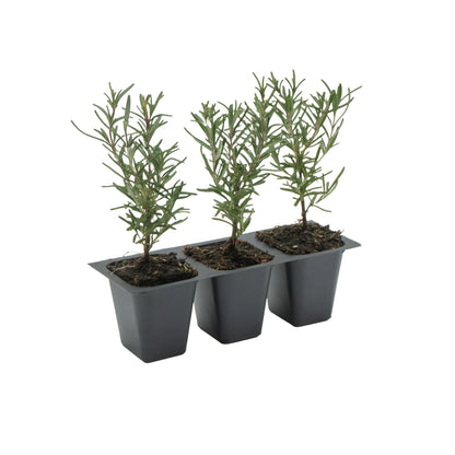 3 Tuscan Blue Rosemary, Live Plants – Rosmarinus Officinalis – Hardy & Fragrant Herb in 2.5” Nursery Pots – Grows Up to 5 Ft, Easy to Maintain, Great for Cooking, Landscaping & Aromatherapy