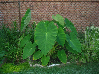 6 Live Colocasia Esculenta Elephant Ear Taro Gabi Kalo Eddo Bulbs #TSMN