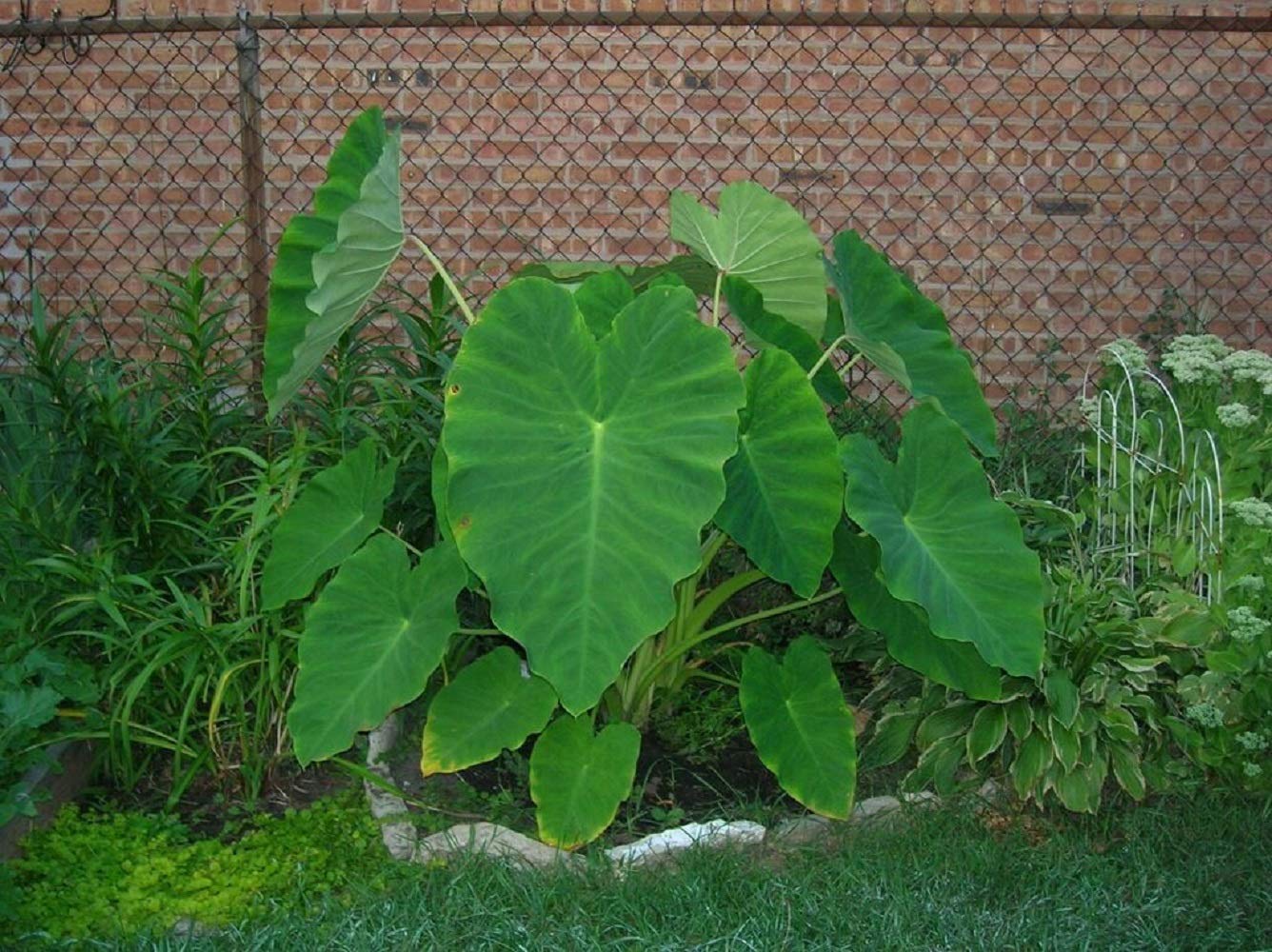 5 Live Colocasia Esculenta Elephant Ear Taro Gabi Kalo Eddo Bulbs #TSMN