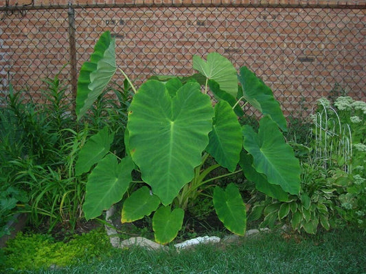 5 Live Colocasia Esculenta Elephant Ear Taro Gabi Kalo Eddo Bulbs #TSMN