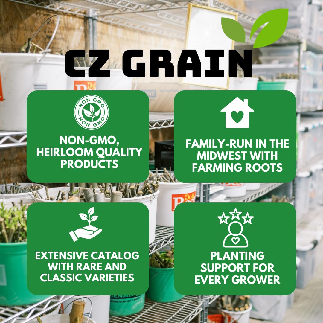 Eastern White Pine Tree Seedlings for Planting - Evergreen Tree Seedlings - Grow Beautiful Evergreen Tree Seeds (1 Seedling) - No Ship to California