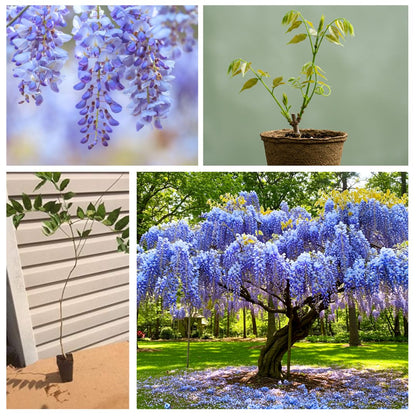 Beautiful Blue Moon Wisteria, Vine Plant, Attracts Hummingbirds, Potted Plant Fragrant Flowrs, in Dormancy (1-2 Feet). not for Sale California
