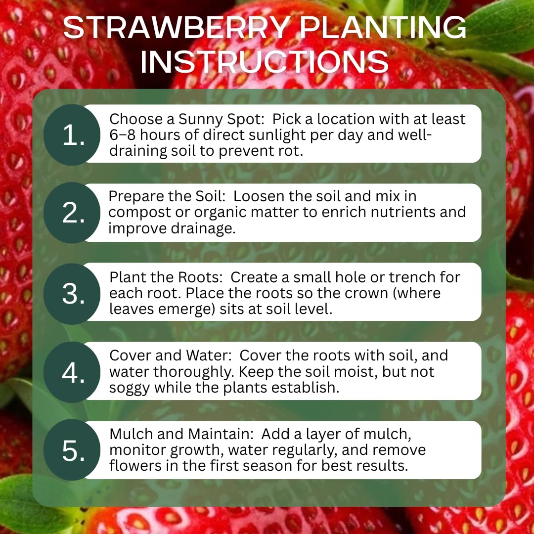 Ruby Giant Strawberry Plants – Extra Large Sweet Strawberries – High Yield Strawberry Runners – Big Fruit, Easy to Grow Plants for Home Gardens (15 Plants)