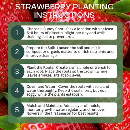 12 Flamingo Strawberry Plants for Growing – Pink Strawberry Variety – High Yield Everbearing Strawberry Runners – Unique Color, Easy to Grow Plants for Home Gardens (12 Live Plants)