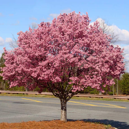 Cherry Blossom Tree Live Plant, 8-12" Tall, Ornamental Cherry Blossom Flowers for Outdoor Planting, No Ship to CA, in Pot (Dark Pink Cherry)