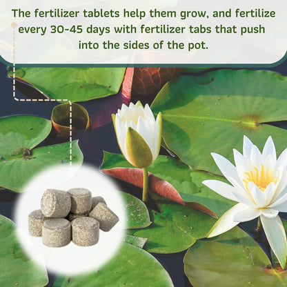 Mainam Mixed Colorful Hardy Water Lily Tuber Live Aquarium Plant for Freshwater Fish Pond Balcony Buy 2 GET Fertilizer Free (Pink Nymphaea Rose Arey)