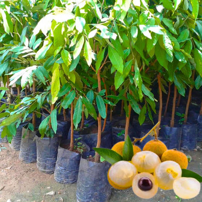 1 Year Old Longan Tree Live Plant, Well-Rooted for Zones 9-11, 8-10 Inches Tall in 4 Inch Pot, Tropical Fruit Tree for Indoor or Outdoor Growing
