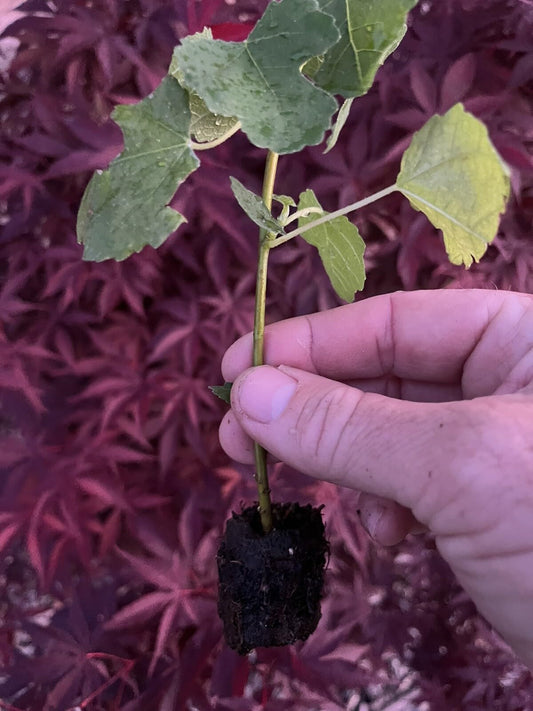 Live Plant - Fig Tree Chicago Hardy 3 Starter Plants Free