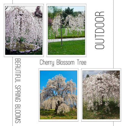 Cherry Blossom Tree Live Plant, 8-12" Tall, Ornamental Flowers for Outdoor Planting, in Pot (Weeping Cherry)