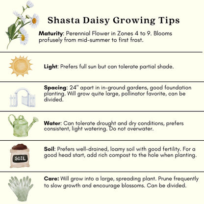 Clovers Garden Shasta Daisy (Leucanthemum) Plants – Two (2) Live Plants – Non-GMO - Not Seeds - Each 4" to 8" Tall – in 4" Inch Pots – Hardy Flowering Perennial, Pollinator Favorite
