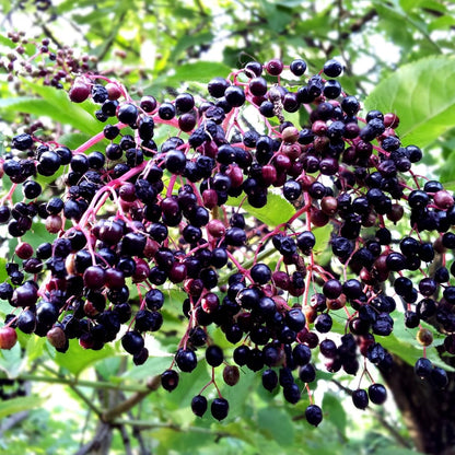 Sweet Elderberry Plant Live Tree 1 Year Old, Perennial Fruiting Shrub, 6-10" in Tall, Spring Planting Outdoor