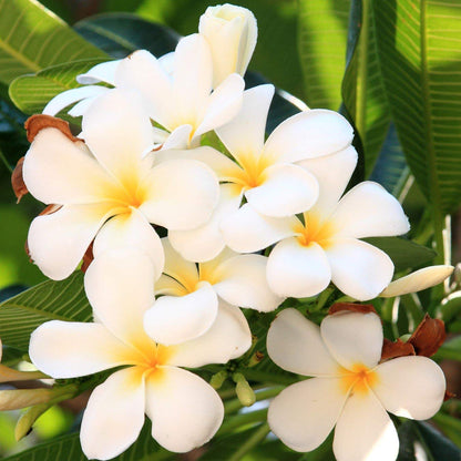 4 White Hawaiian Frangipani Plumeria Tree Plant Cuttings PT54 Discount Hawaiian Gifts