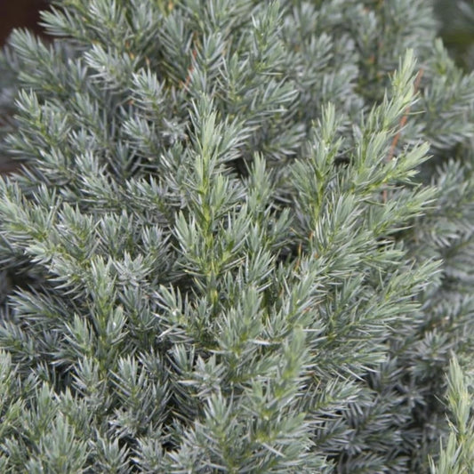 Spiny Greek Juniper (3)