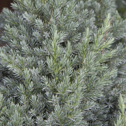 Spiny Greek Juniper (1)