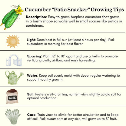 Clovers Garden Cucumber Patio Snacker Plants - Two (2) Live Plants – Non-GMO - Not Seeds - Each 4" to 8" Tall – in 4" Inch Pots - Burpless, High Yield, Compact