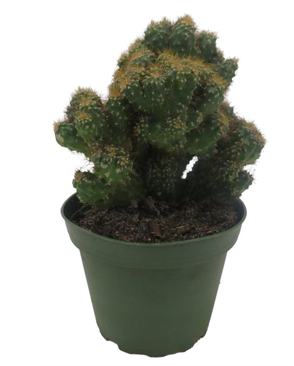 Crested Red Monstrous Cactus - Cereus Peruvianus - Houseplant/Terrarium/Fairy Garden - 4" Pot