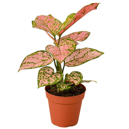 Chinese Evergreen Lady Valentine Live Plant for Indoor | Different Houseplants in 4'' & 6'' Pot | Real House Plant for Living Room, Office, Desk & Bathroom | Aglaonema