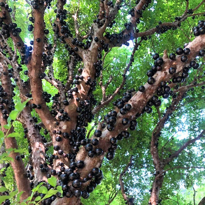 Jaboticaba Tree Live Plant in 3 Gallon Pot, Jaboticaba Sabara, Black Grape Fruit Trees from 2 to 3 Feet Tall for Outdoor Planting, No Ship to CA