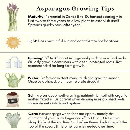 Clovers Garden Asparagus Plants- Two (2) Live Plants – Non-GMO - Not Seeds - Each 4" to 8" Tall – in 4" Inch Pots - High-Yield, Perennial