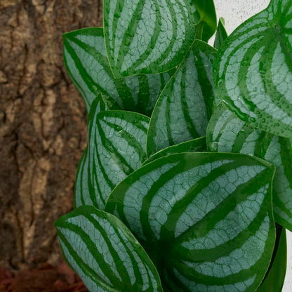 WOLEDOE Reptile Plants for Terrarium, Amphibian Habitat Decor Artificial Hanging Plants with Suction Cup - Fake Calathea Orbifolia