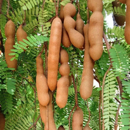 Live Sour Tamarind Tree 2-3ft in 3 Gallon Pot, Live Tropical Fruit Plant, Tangy Tamarind Fruit Tree for Planting Outdoor Garden, No Ship to CA