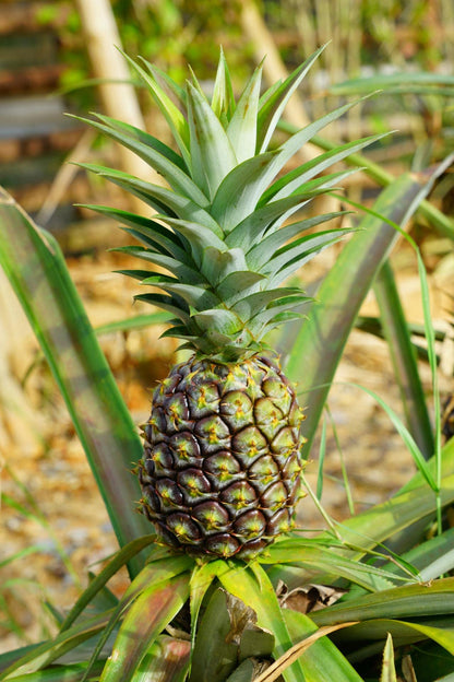 Pineapple Plant - Live Plant in a 4 Inch Grower's Pot - Ananas Comosus - Starter Fruit Trees Ready for The Patio and Garden
